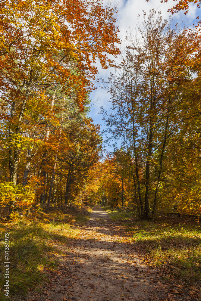 Footpath in a Forest in Autumn