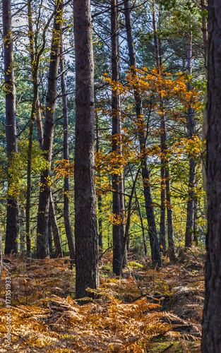 Autumn Scene in Fontainebleau Forest © Provisualstock.com