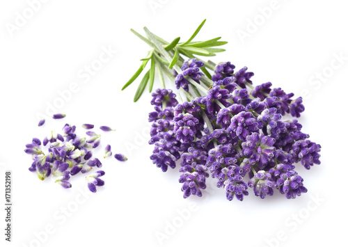 Lavender on a white background