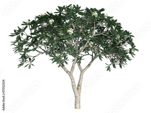 3d rendering of a realistic green tree isolated on white