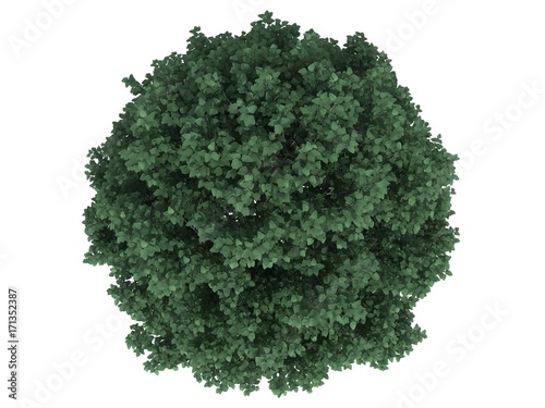 3d rendering of a realistic green tree top view isolated on white