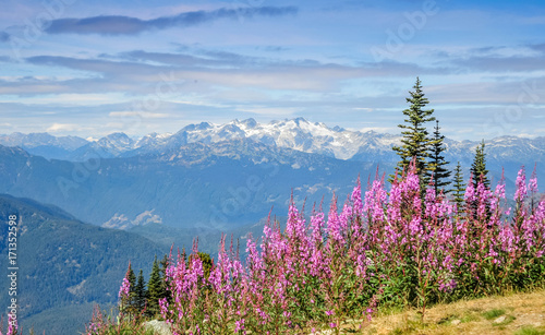 View of the Ipsoot mountain and wild flowers from the top of Blackcomb mountain, Whistler, British Columbia, Canada - September 2017
