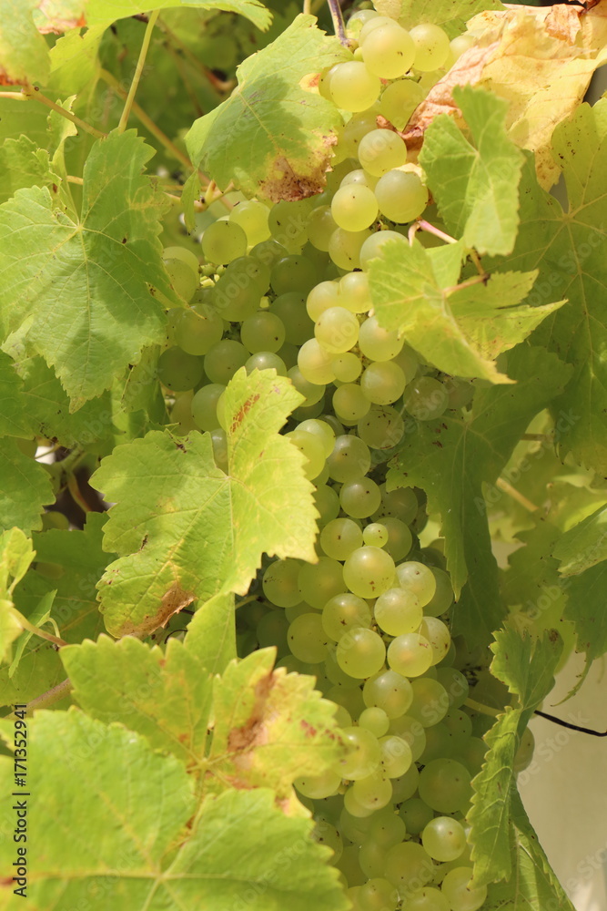 Grappes de raisins sur pied de vigne Grappes de raisins sur pied de vigne