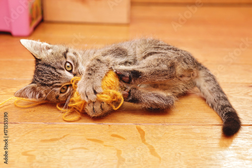 chaton tigré tabby jouant avec pelote de laine dans intérieur maison