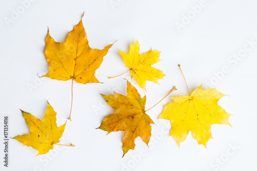 Autumn leaves on a white