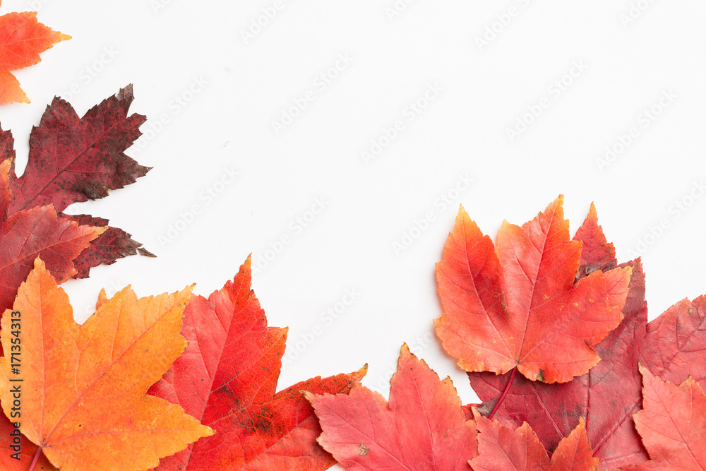 Autumn leaves on a white