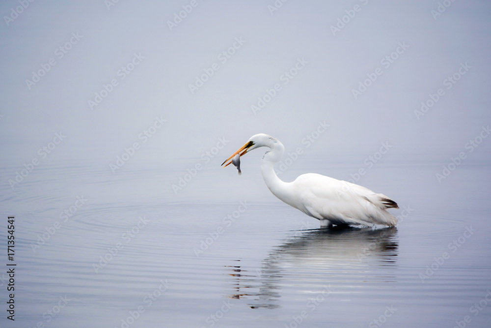 Great White Egret Enjoys the Flounder it Captured in the Bay in the Early Morning Hours of a Summer Day Great White Egret Enjoys the Flounder it Captured in the Bay in the Early Morning Hours of a Summer Day