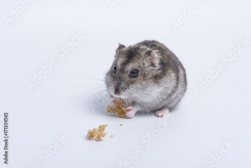 Grey dwarf hamster