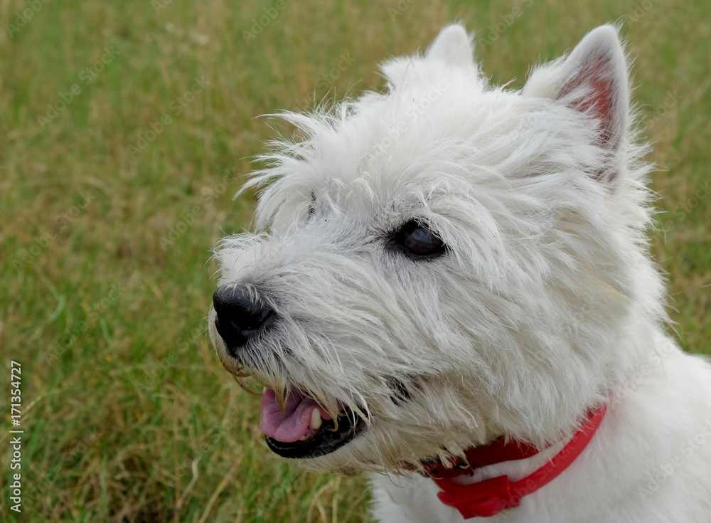 Portrait of west highland white terrier sitting on the green grass. Funny dog pulled out his tongue and relaxing. Summertime.
