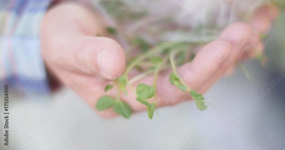Close up shot of hand holding micro greens at a farmers market. Filmed in VLOG profile with Panasonic GH4. Close up shot of hand holding micro greens at a farmers market. Filmed in VLOG profile with Panasonic GH4.