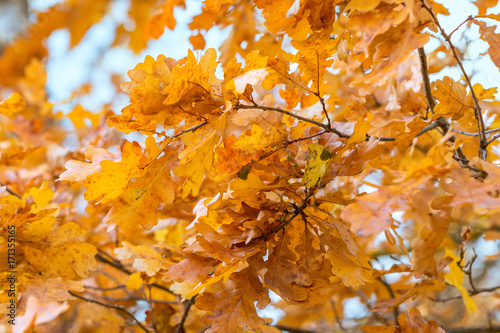 Golden autumn oak leaves