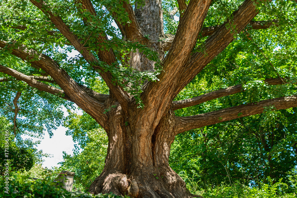 Fototapeta premium Gingko Tree