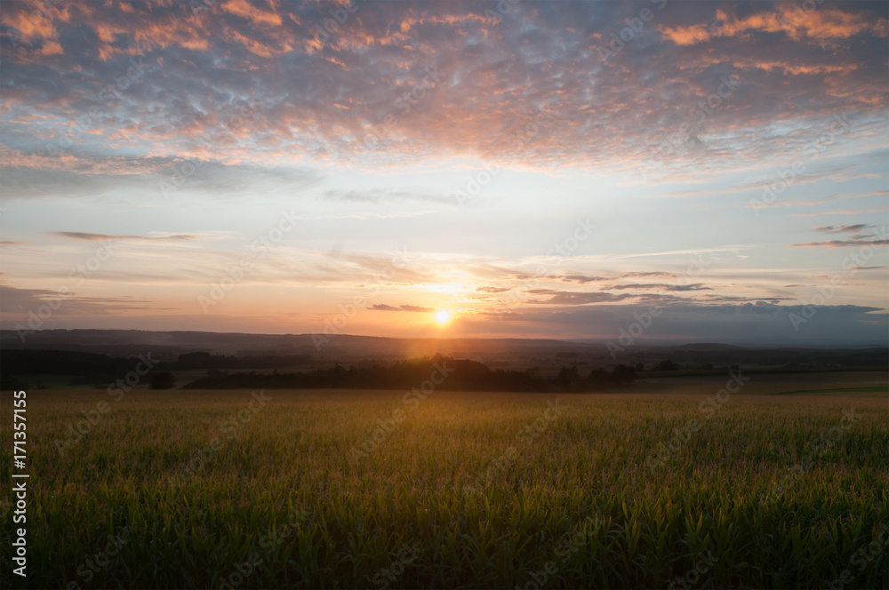 Obraz premium corn field in sunset with clouds