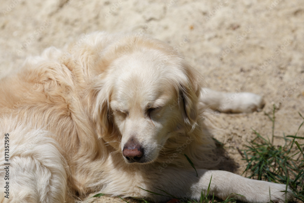 golden labrador retriever on the sand