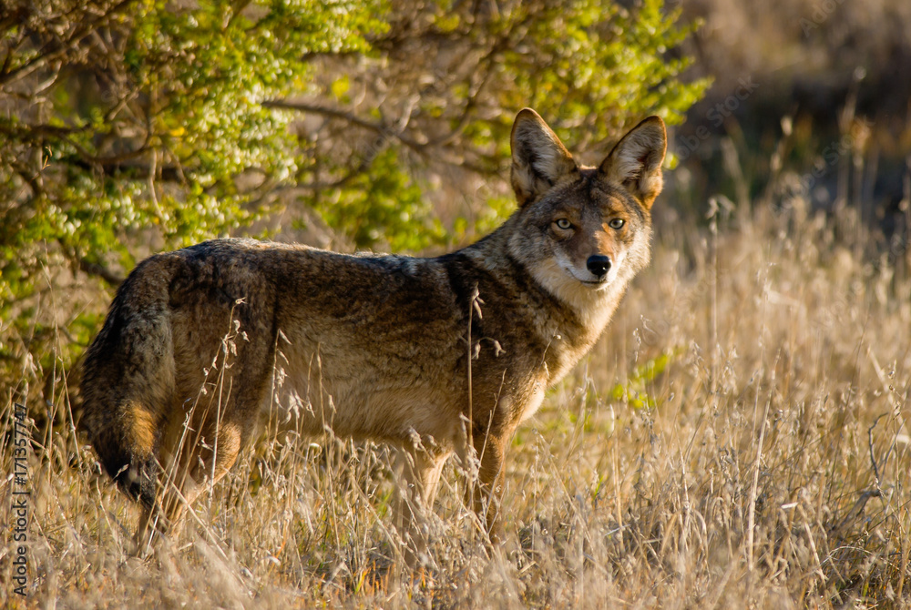 Obraz premium Coyote in the wild