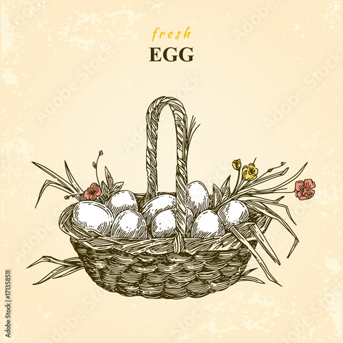 Farm. Fresh eggs in basket. Vintage style. Vector illustration.