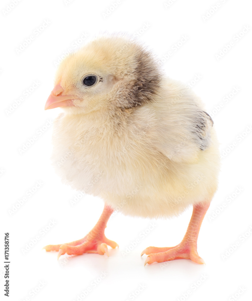 Small yellow chicken. Small yellow chicken.