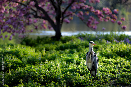 фотографія A lonely heron soaking up the morning sun