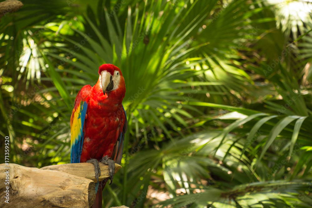 Obraz premium papagayo rojo posado sobre una rama