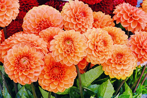 Orange dahlia flowers closeup photo