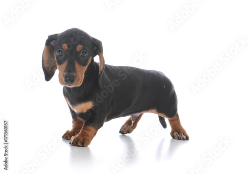 adorable male dachshund puppy © Willee Cole