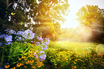 art beautiful landscape; sunset in the park
