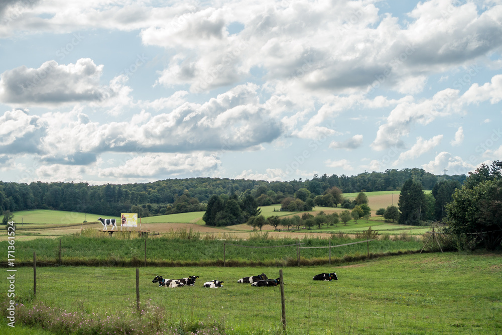 Obraz premium Kühe liegen auf der Weide