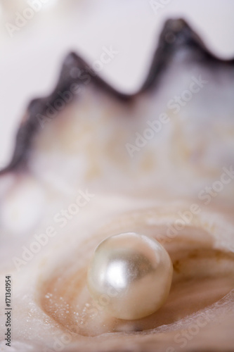 Pojedyncza perła w ostrygowej muszli