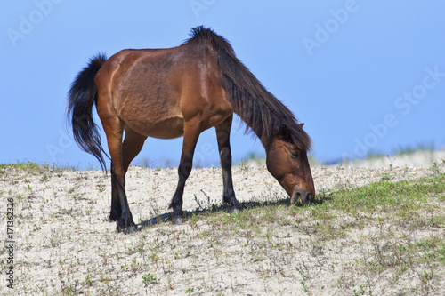 Wild Horse Grazing on a Dune  Outer Banks  NC