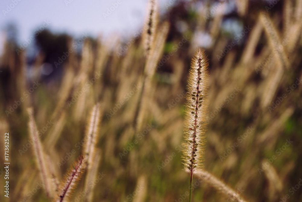 Fototapeta premium Grass growing in the field at the farm
