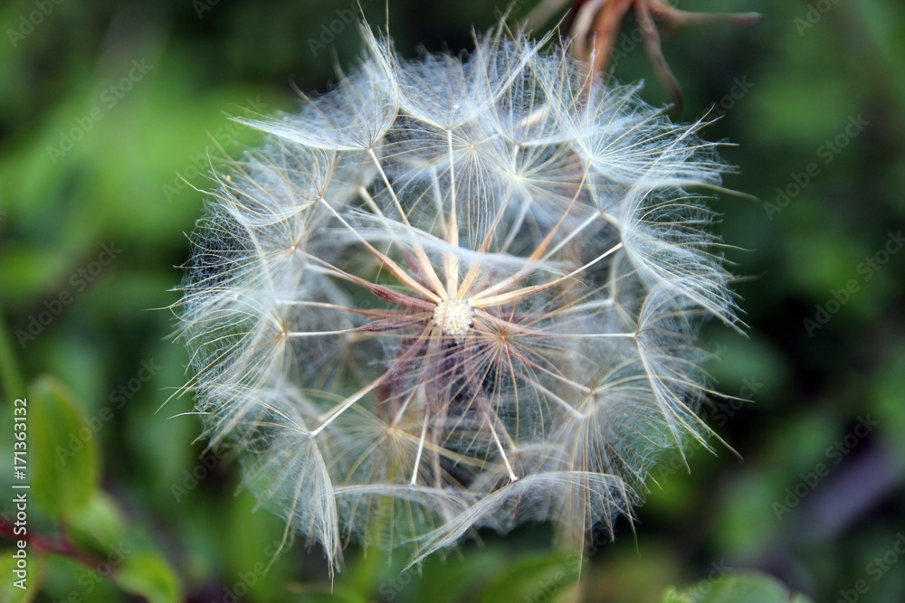 Fototapeta premium Pusteblume