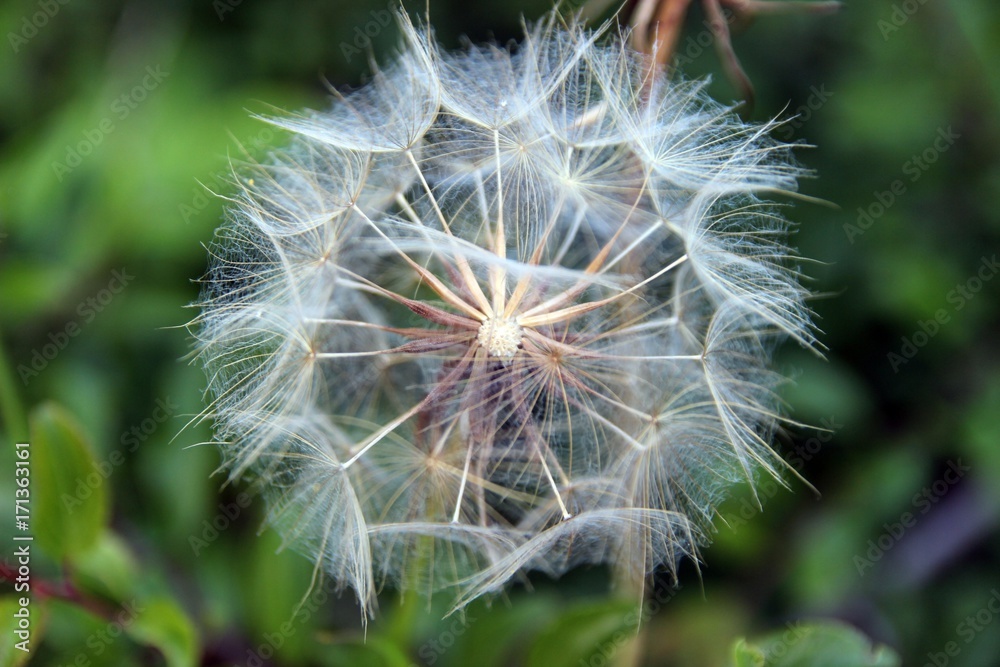 Fototapeta premium Pusteblume