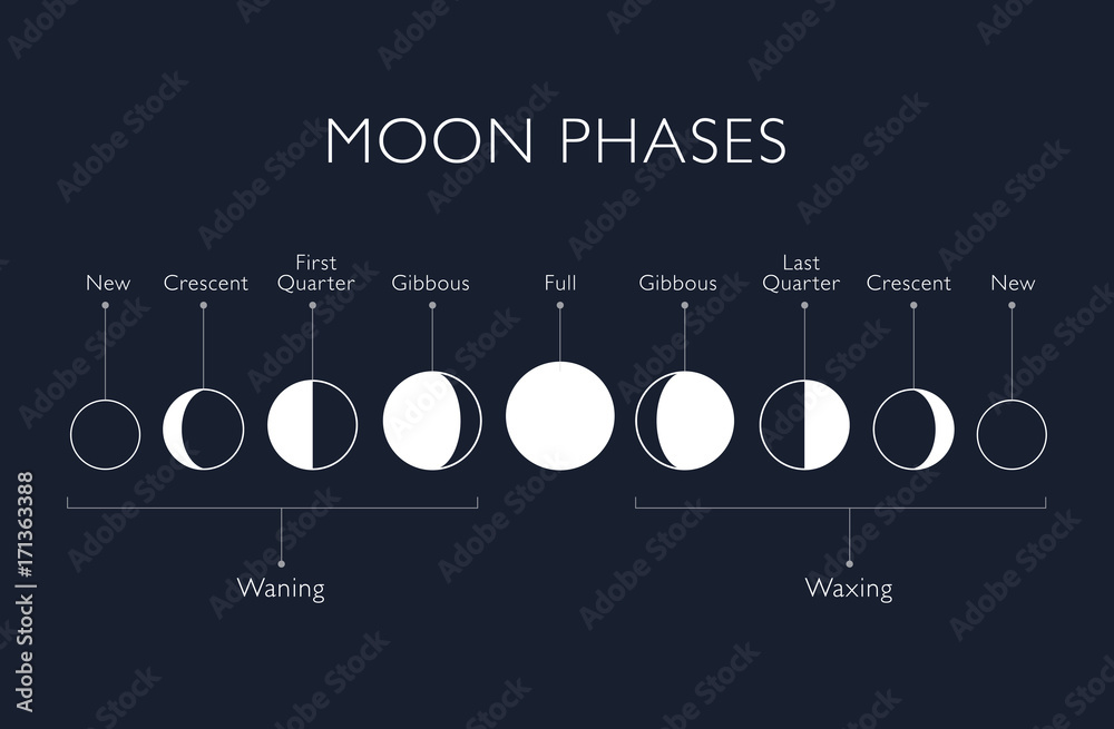 Moon phases vector background