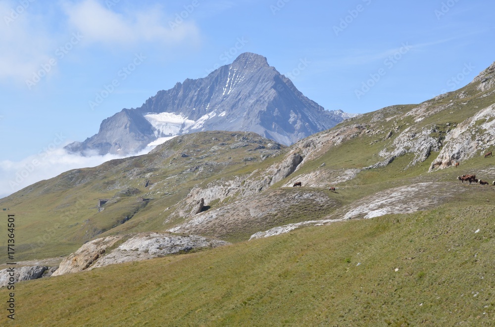 Vaches laitières de race l'Abondance, en alpage, dans le Parc National de la Vanoise, Alpes Françaises