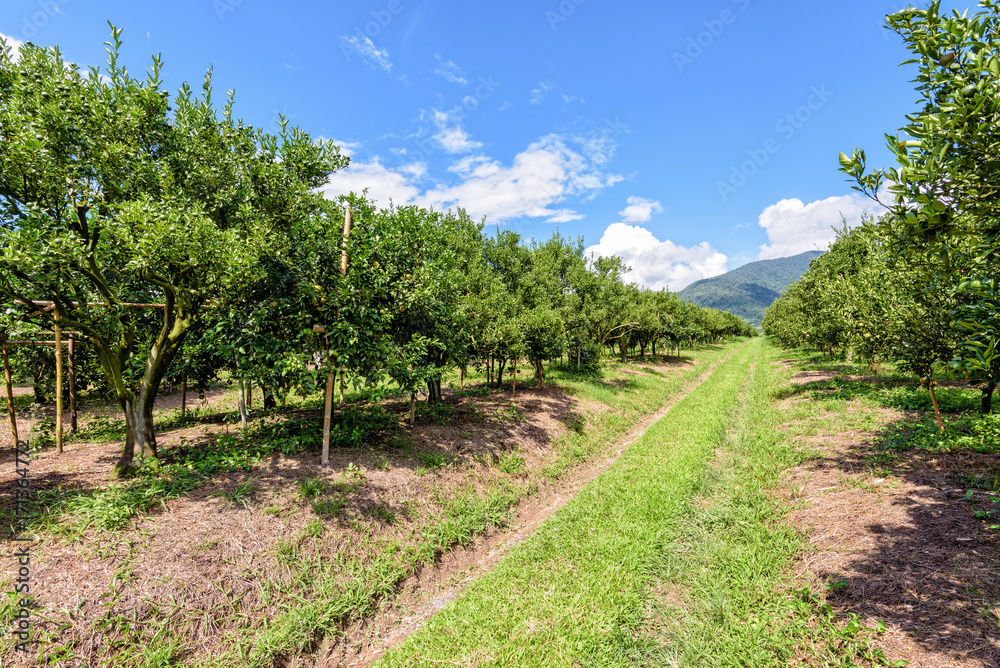 Walkway in the farm and orange fruit on the tree with green leaves at the citrus orchard under the bright blue sky at the fruit growing area of northern Thailand.