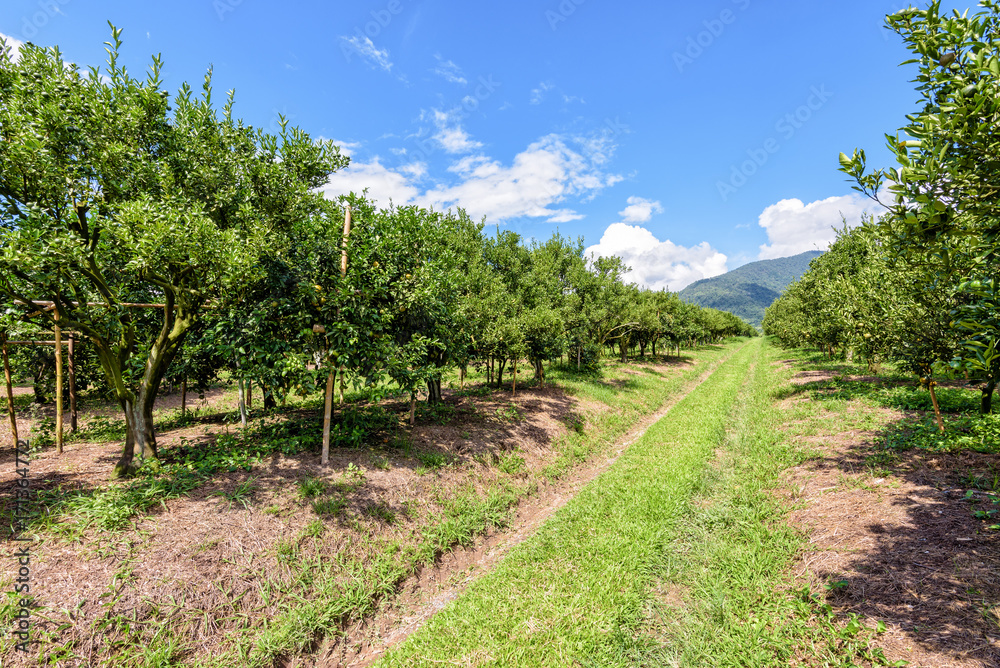 Walkway in the farm and orange fruit on the tree with green leaves at the citrus orchard under the bright blue sky at the fruit growing area of northern Thailand. Walkway in the farm and orange fruit on the tree with green leaves at the citrus orchard under the bright blue sky at the fruit growing area of northern Thailand.