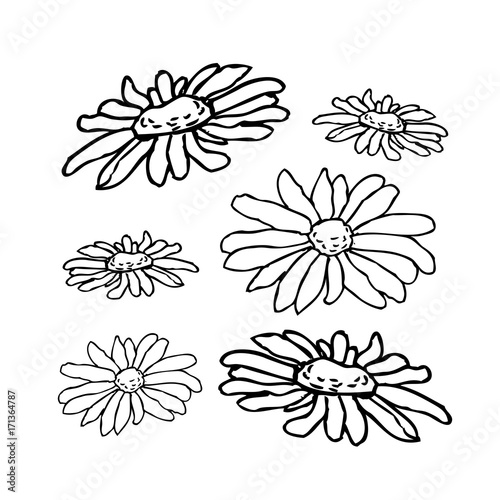 Chamomile, camomile flower floral hand drawn engraving vector illustration. White flower on white