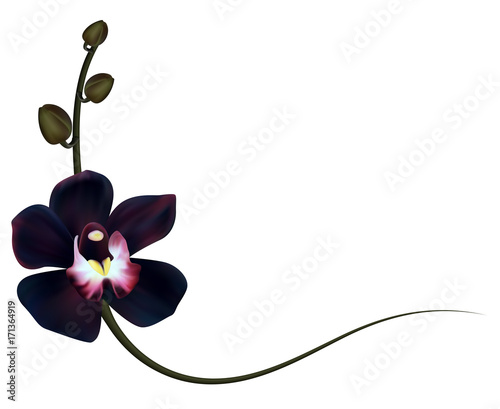 Fototapeta Naklejka Na Ścianę i Meble -  Realistic black orchid frame, corner.