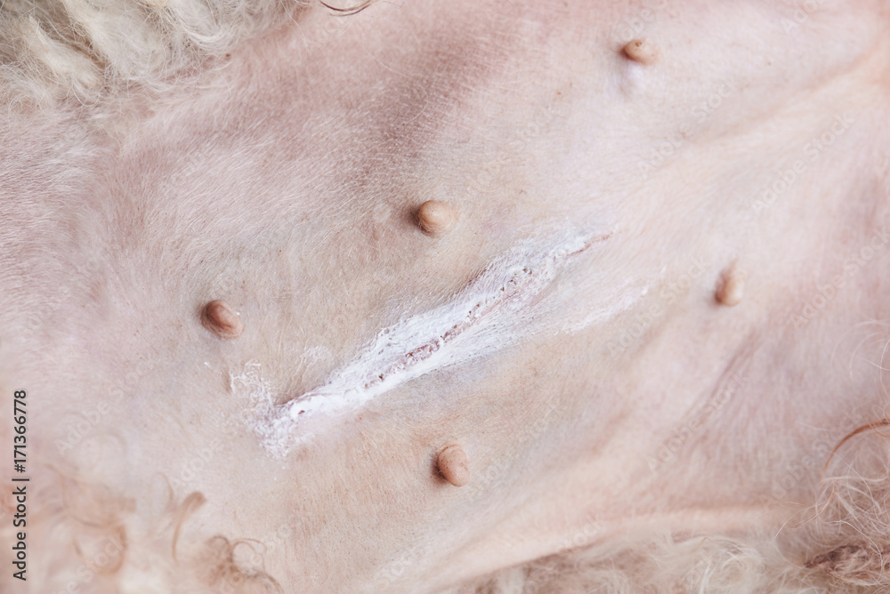 Obraz premium Pyometra dog surgery