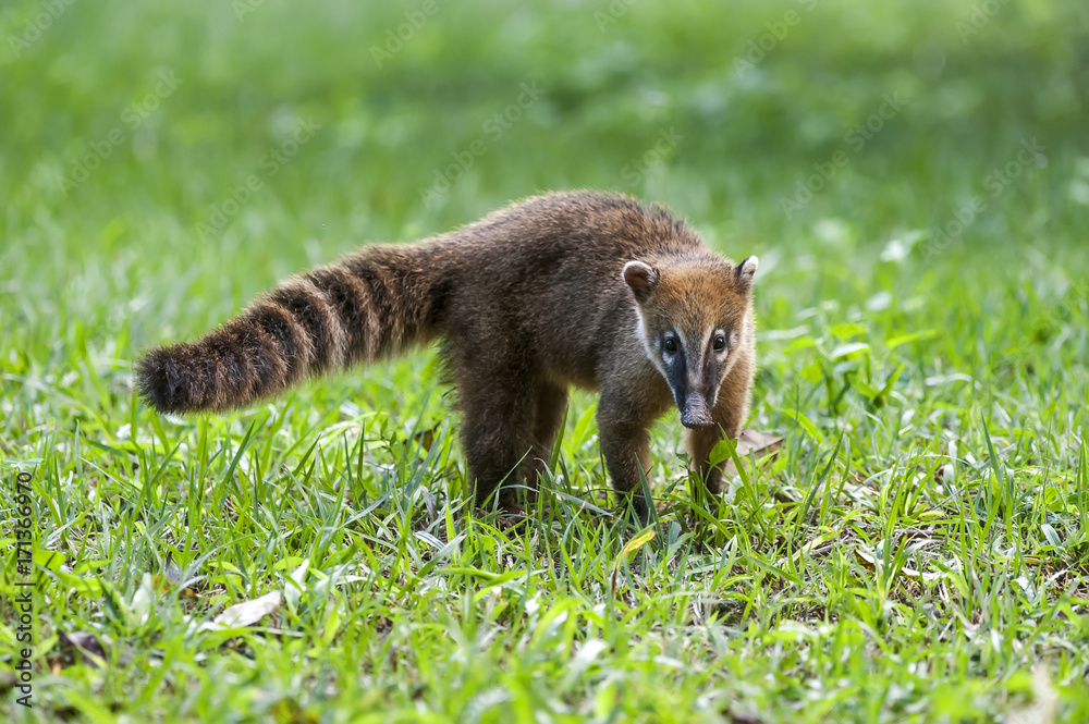 Obraz premium Quati-de-cauda-anelada (Nasua nasua) | South American coati, or ring-tailed coati - in forest area photographed in Linhares, Espírito Santo state - Brazil