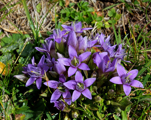 Genzianella dell'Engadina (Gentianella engadinensis) photo