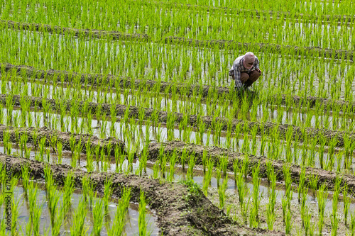 A rice farmer is working on his rice field at Pa Bong Piang near Inthanon National Park and Mae Chaem, Chiangmai, Thailand.. photo