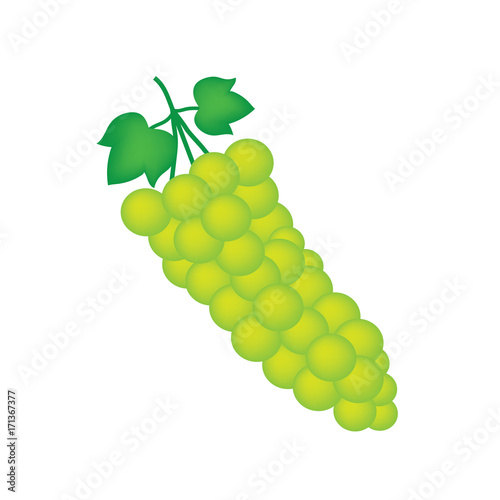 bunch of white wine grapes- vector illustration