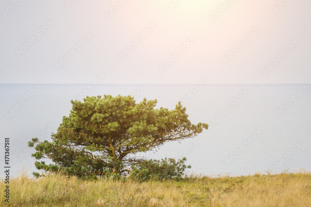 lone tree on the sea edge toned