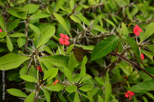 Tiny Details of Nature