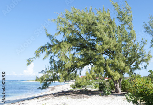 Grand Turk Beach Tree