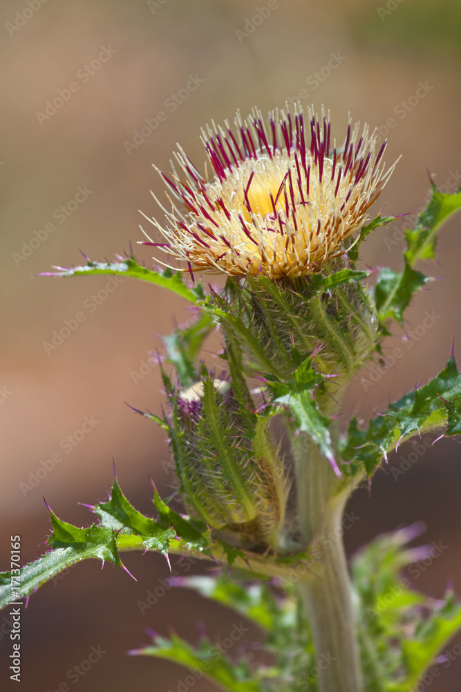 Thistle Flower, Outer Banks, NC