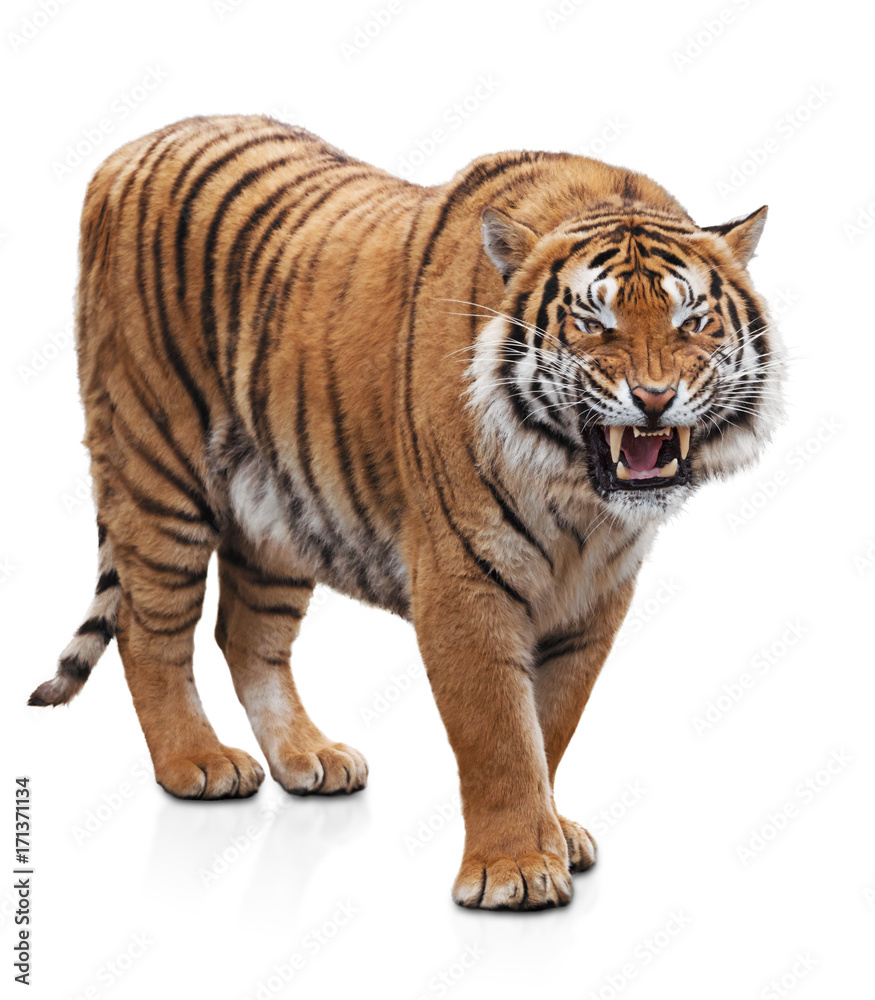 Obraz premium Wściekły tygrys