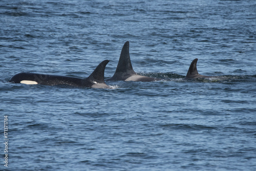 Orca Family III, Seymour Canal, Alaska,