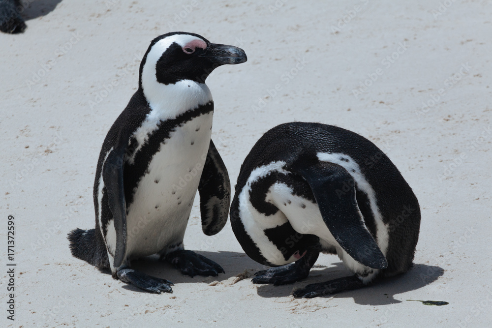 Obraz premium Boulders Penguin Colony, African Penguins in Boulders Beach, Cape Peninsula, South Africa